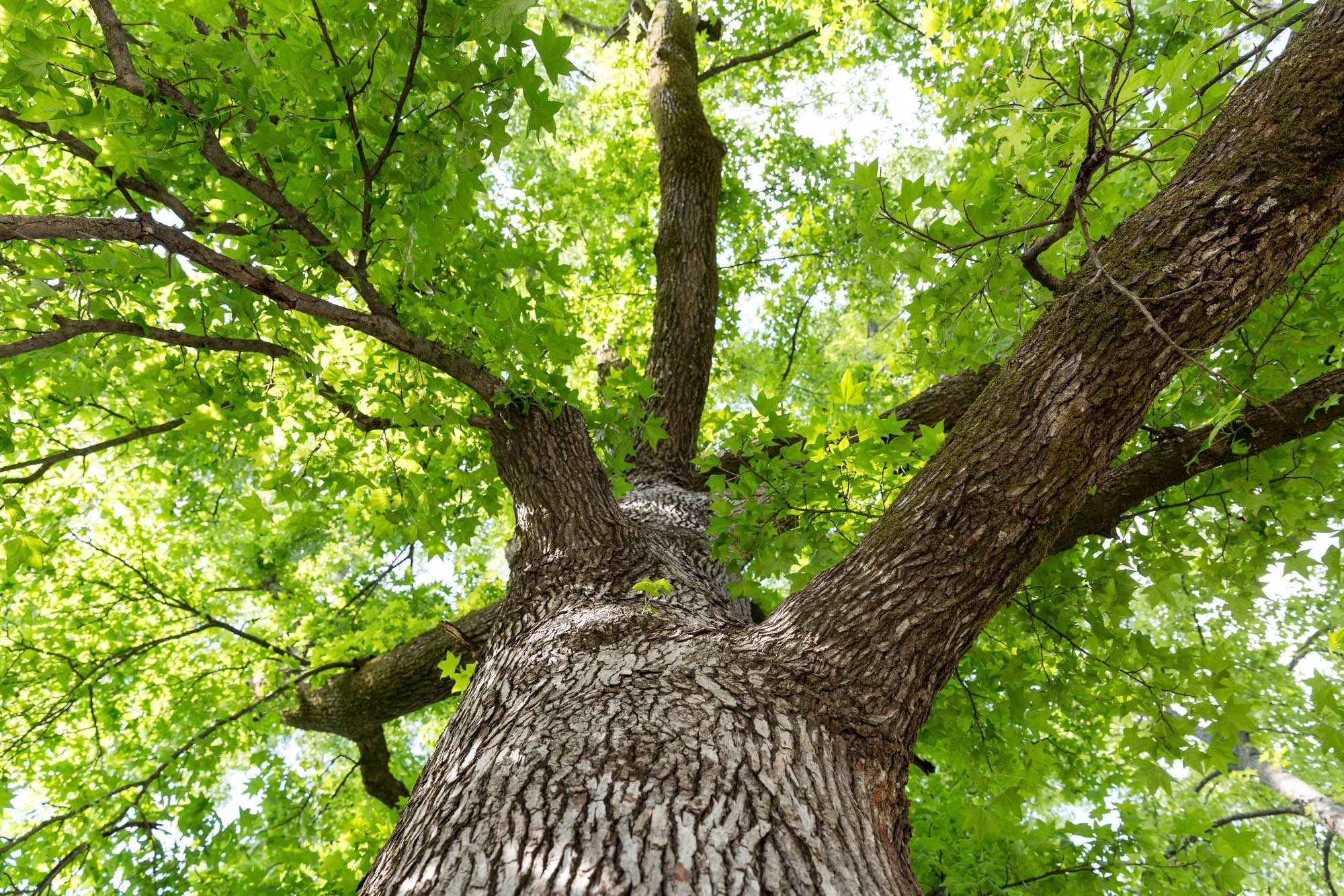 What Type of Trees are Used to Make Furniture? – Alabama Sawyer