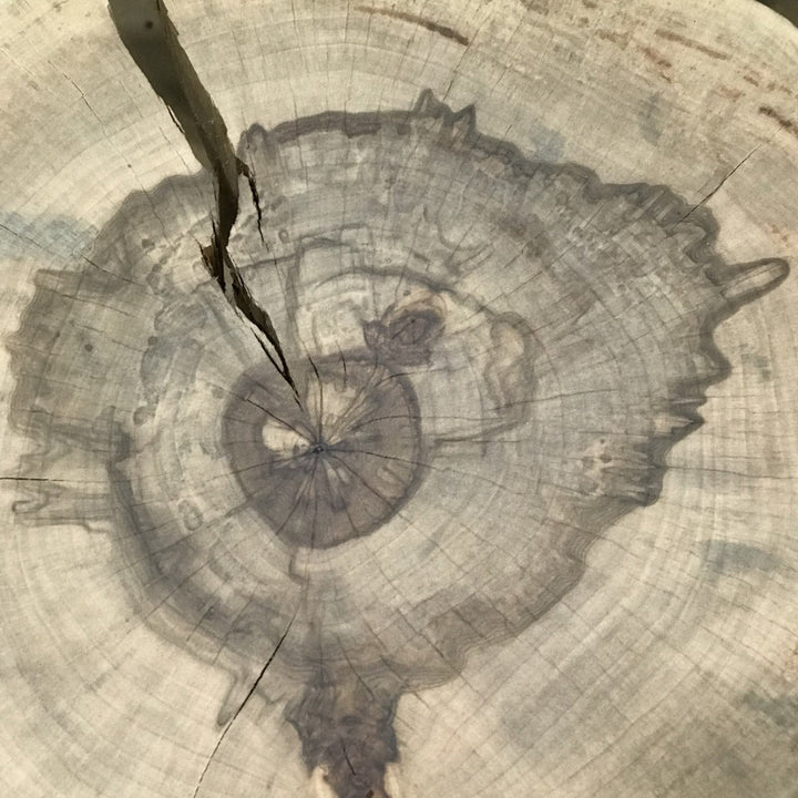 Live Edge Round Side Table | Fossil Table - Alabama Sawyer
