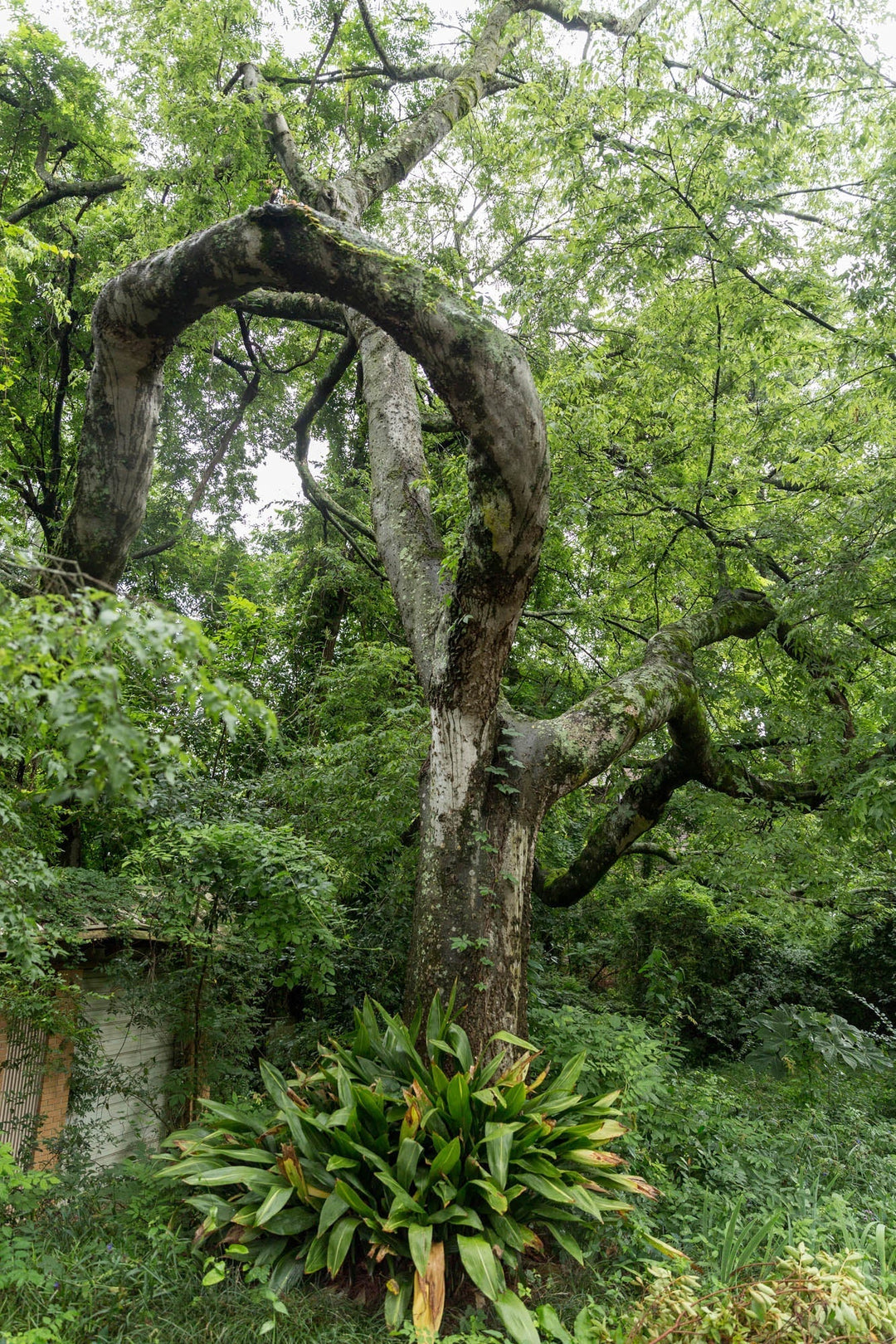What Stories Does Wood Tell Us? | Alabama Sawyer