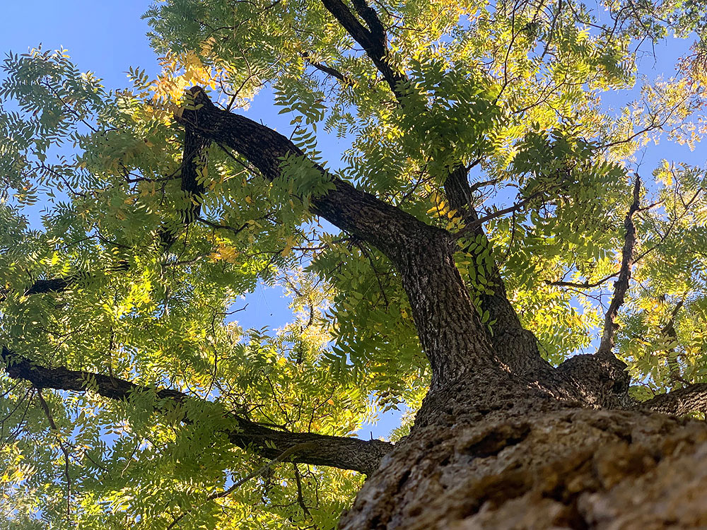 The Truth About Timber: Why the Age and Origin of Your Wood Matters