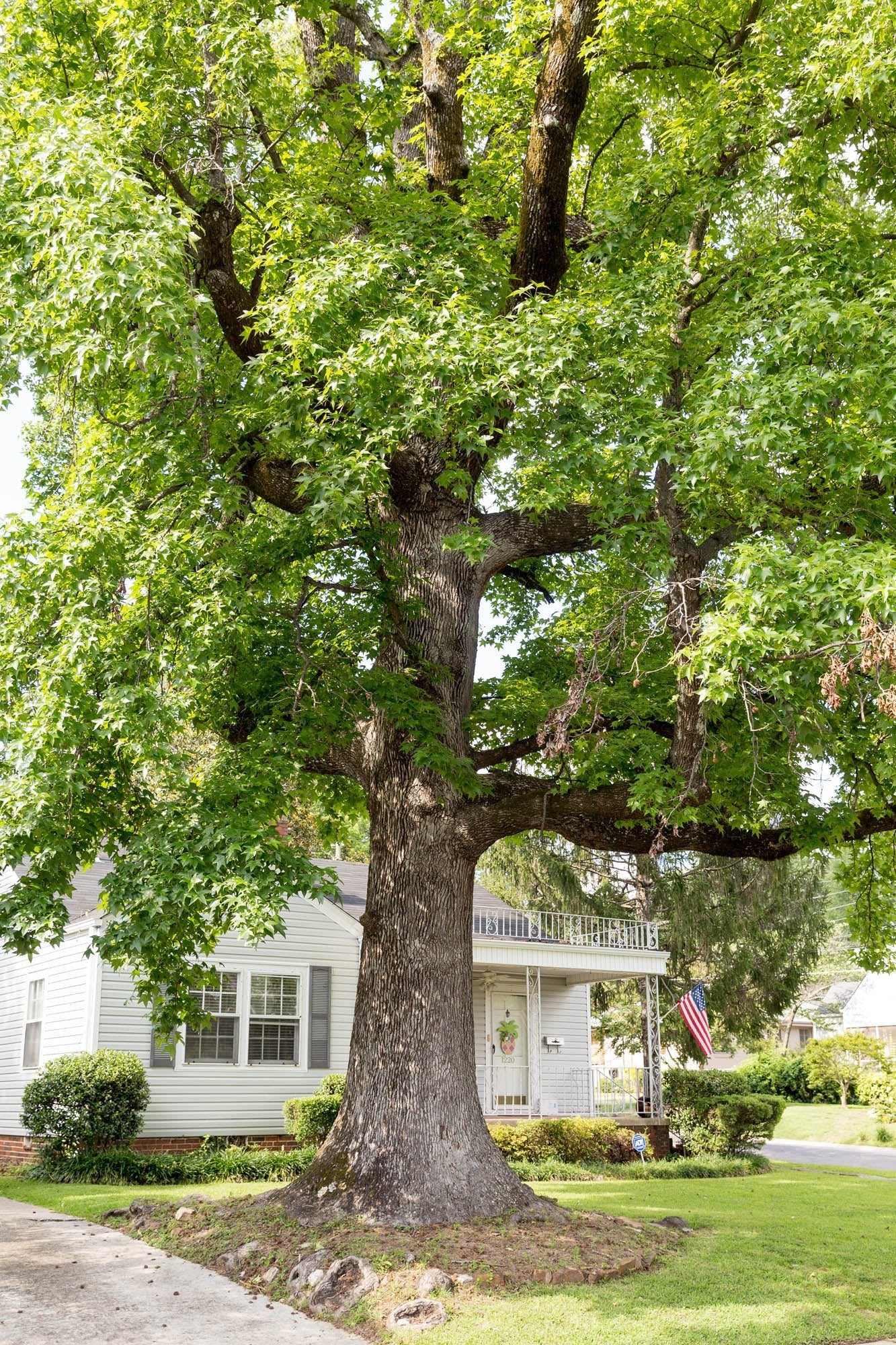 Sweet Gum Tree sweet-gum-tree
