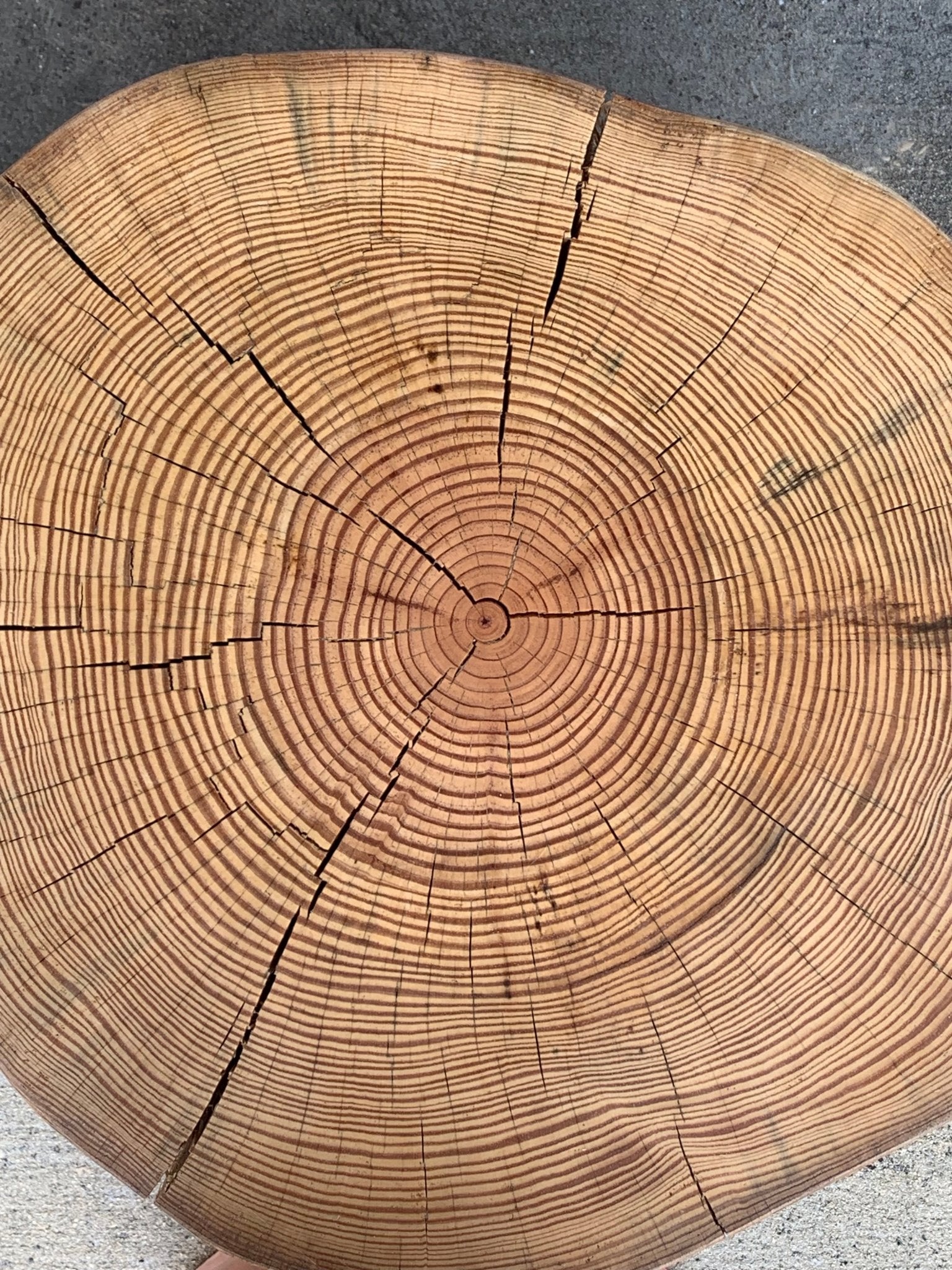 HOW TO COUNT THE RINGS OF A TREE – Alabama Sawyer