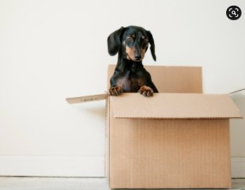 Top 5 Tips: How To Move Furniture Easily - Alabama Sawyer